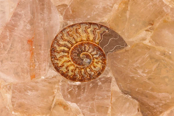 Fossil shell — Stock Photo, Image