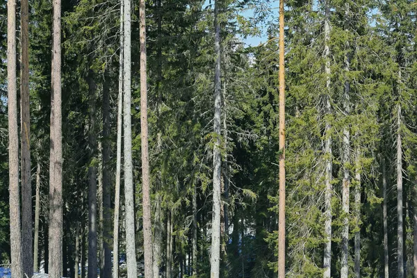 Сосновий ліс — стокове фото