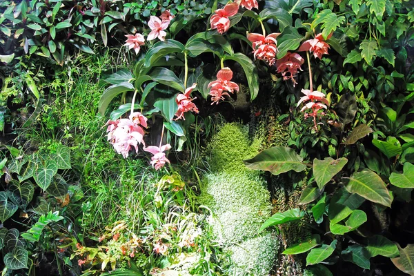 Orchid gardens — Stock Photo, Image