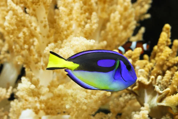 Blue regal tang — Stock Photo, Image