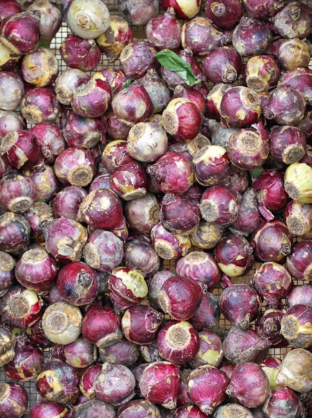 Bulb plants — Stock Photo, Image