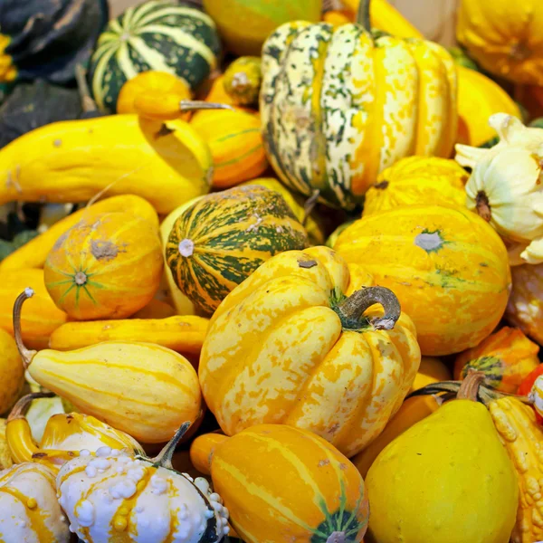 Calabazas pequeñas — Foto de Stock