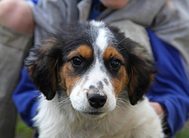 köpek evlat edinmek