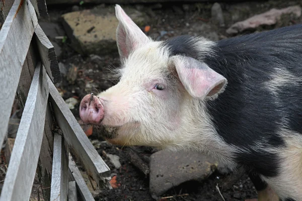 Pig at farm — Stock Photo, Image