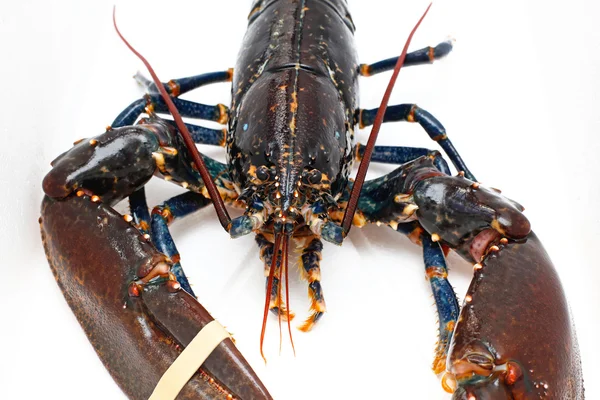 Live lobster — Stock Photo, Image