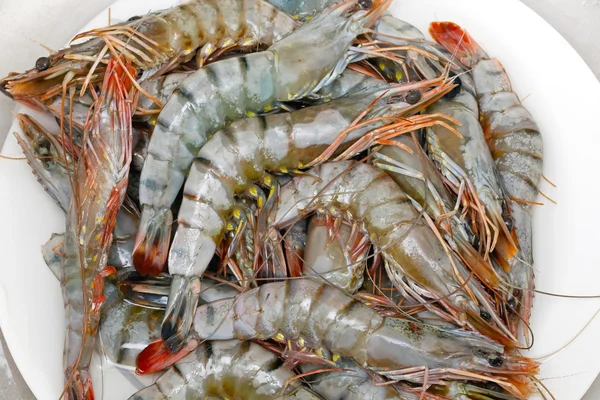 Shrimp — Stock Photo, Image