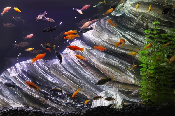 Fish tank — Stock Photo, Image