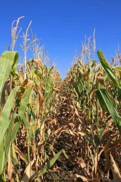 Corn crops