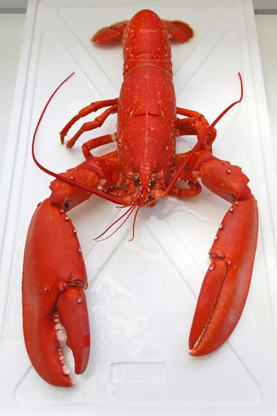 Lobster — Stock Photo, Image