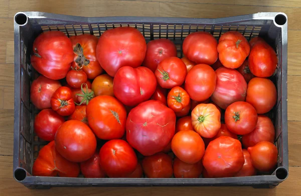 番茄箱 — 图库照片