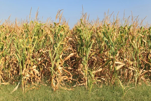 Campo di mais — Foto Stock