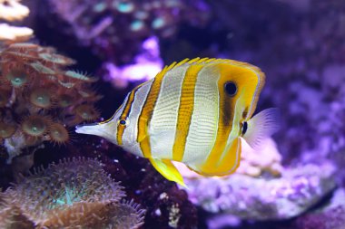 Copperband butterflyfish