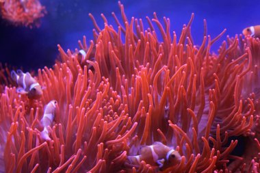 turuncu palyaço balığı