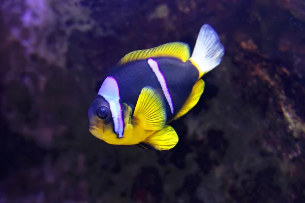 Clark anemonefish — Zdjęcie stockowe