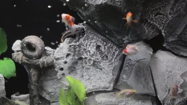 Tanque de pescado — Vídeos de Stock