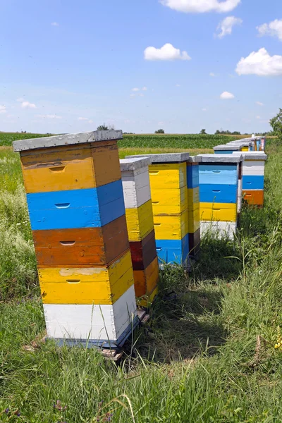 Ruche d'abeilles — Photo
