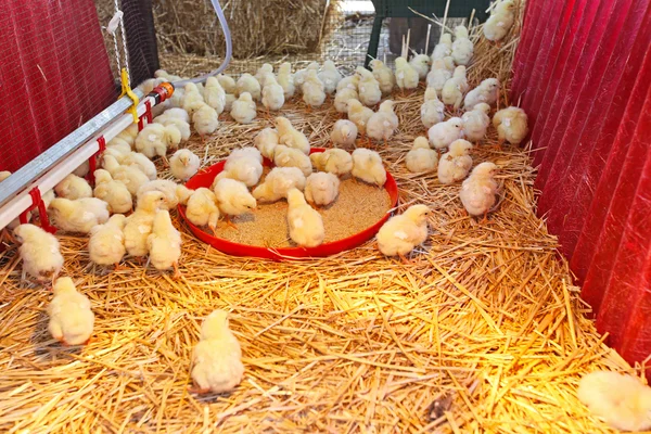 Ферма цыплят — стоковое фото