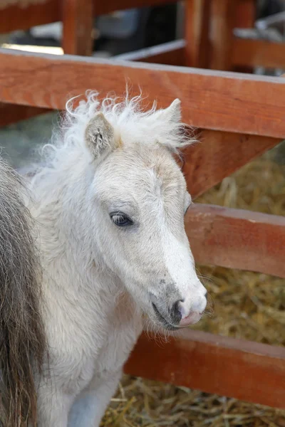 Caballo pony —  Fotos de Stock