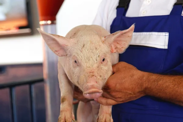 Pig farmer — Stock Photo, Image