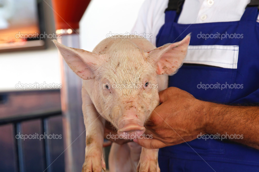 Pig farmer