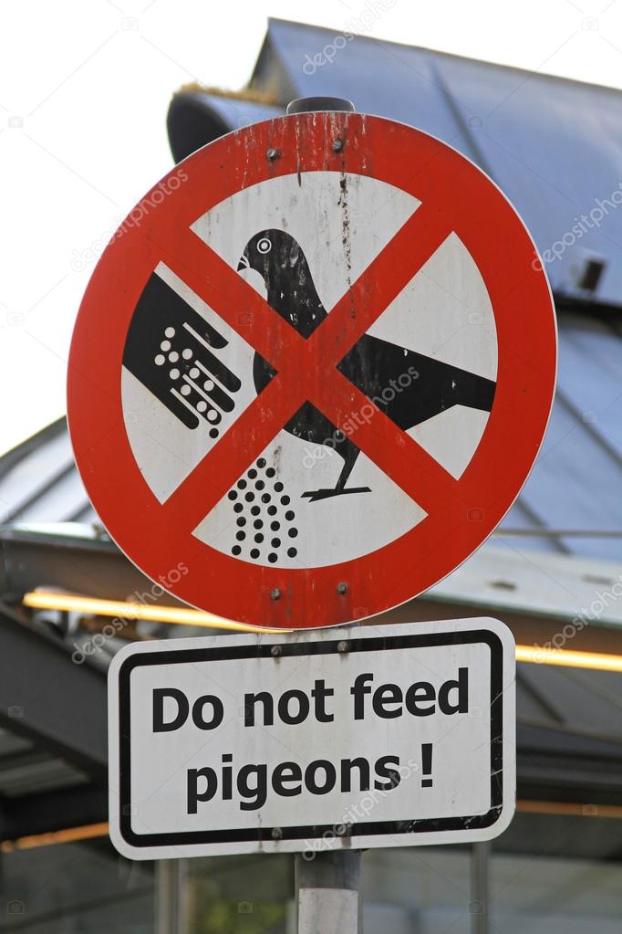 Pigeons feed