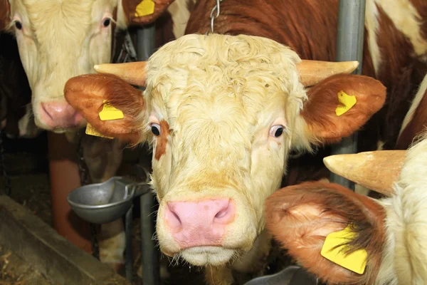 Cow head — Stock Photo, Image