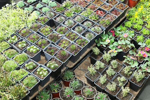 Kwekerij planten — Stockfoto
