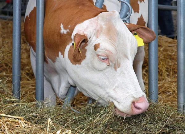 Granja de vacas —  Fotos de Stock