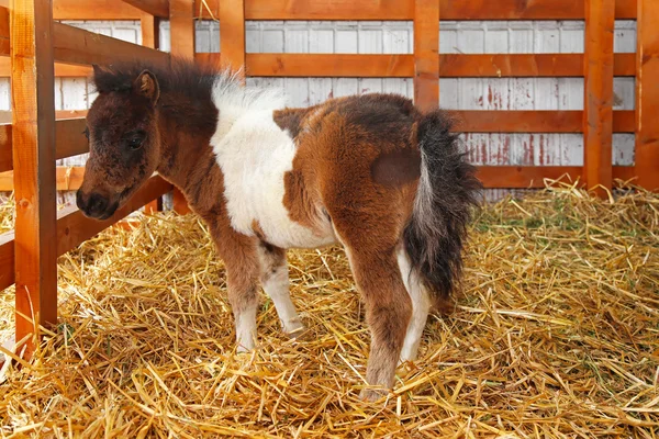 Pony recién nacido —  Fotos de Stock