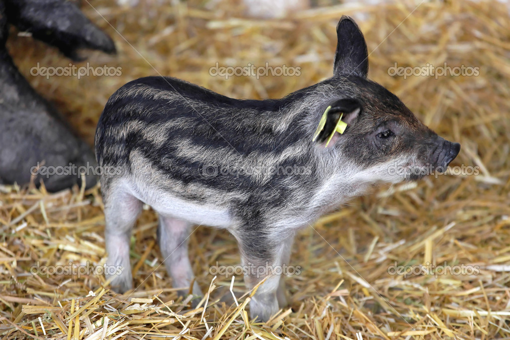 Mangalitsa Piglet Stock Photo Image By C Baloncici 4527 Mangalitsa Piglet Stock Photo Image By C Baloncici 4527