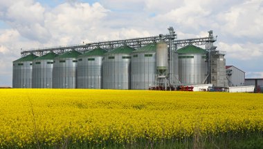 Kanola yağı silo