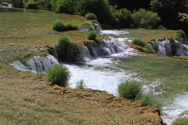 Skadarski buk — Zdjęcie stockowe