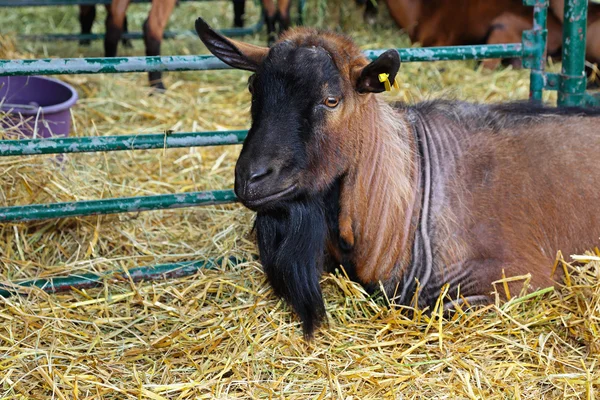Buck goat — Stock Photo, Image
