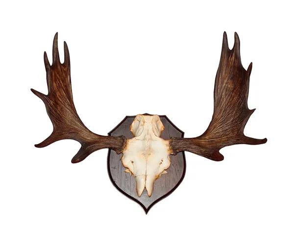 Antlers — Stock Photo, Image