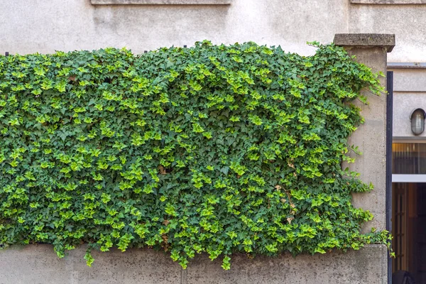 Plantes Naturelles Live Green Wall House Hedge Fence — Photo