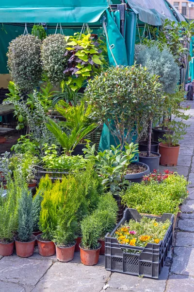 Kleine Bomen Groene Planten Bij Tuincentrum — Stockfoto