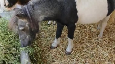 Çiftlikteki Ahırda İki Küçük Midilli Atı