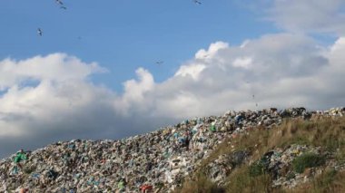 Çöplük Alanındaki Büyük Çöp Yığının Üzerinde Uçan Kuşlar