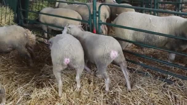 Sheep Pen Enclosure Animal Farm — Stock Video