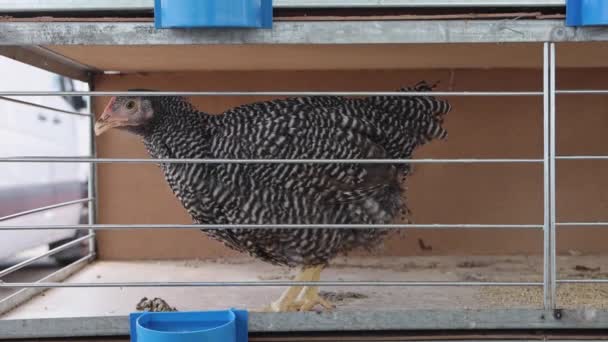 Ένα Μόνο Κοτόπουλο Στο Κλουβί Στο Πτηνοτροφείο — Αρχείο Βίντεο