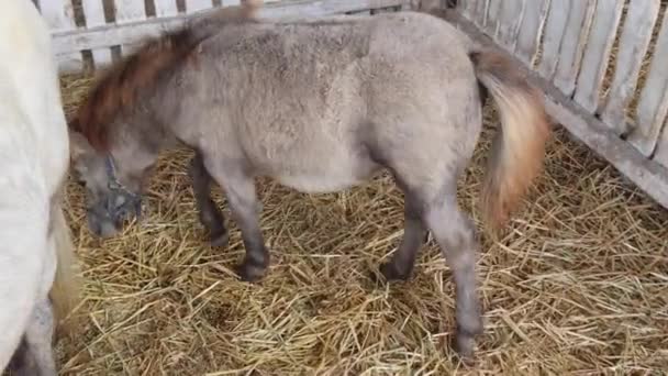 Kleines Neugeborenes Pony Stall Auf Bauernhof — Stockvideo