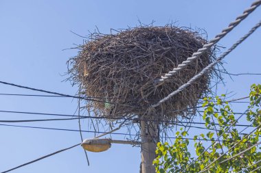 Leylek Kuşları Elektrik Kutbu 'nun Tepesinde Büyük Yuva