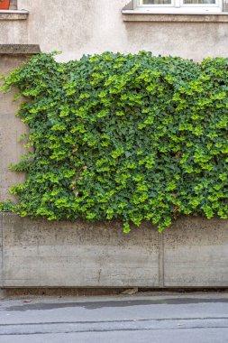 Doğal Bitkiler Yeşil Duvar Çiti Yaşıyor