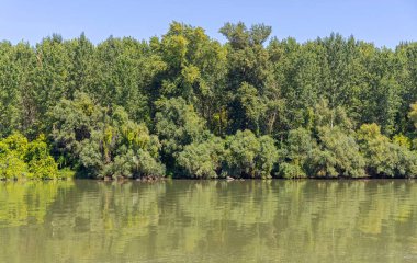 Tuna Nehri Sırbistan 'da Yeşil Orman Yazı