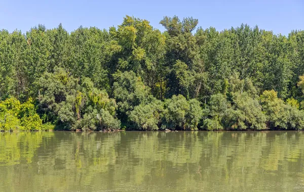 Floden Donaukusten Gröna Skogar Serbien Sommar — Stockfoto