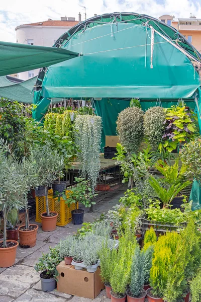 Piante Verdi Piccoli Alberi Garden Centre Booth — Foto Stock