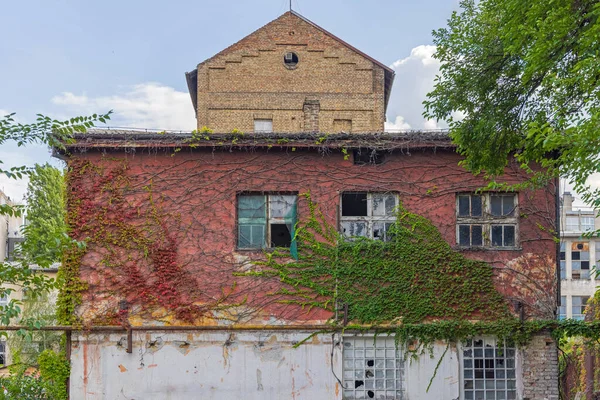 Abandoned House Building Facade Covered Rambler Plants — Stock Photo, Image