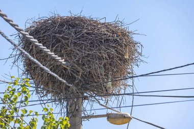 Leylek Kuşları Elektrik Kutbu 'nun Tepesinde Büyük Yuva