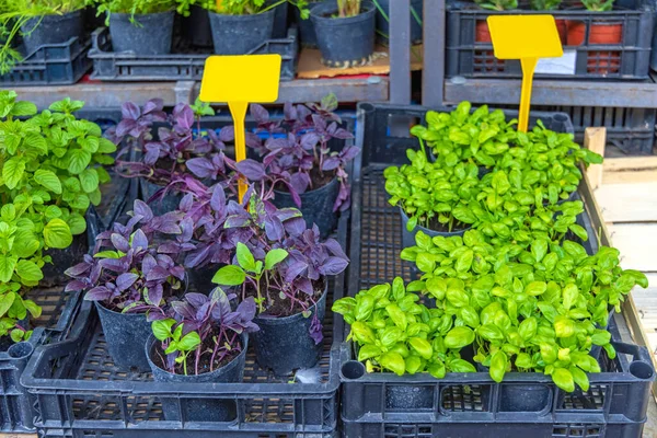 Herbes Basilic Violet Vert Dans Des Pots — Photo