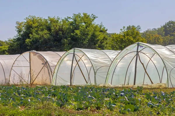 Poly Tunnels Vegetables Fruits Farming Agriculture — Stock Photo, Image